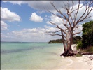 lovely tree on Sanibel Island